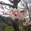 【鎌倉】八幡宮で春の訪れを感じる。