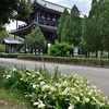 東福寺の境内で色づく半夏生。