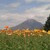 広島から1泊2日山陰ドライブ旅｜とっとり花回廊・大山