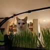 猫ちゃんと水槽キャノピー