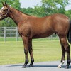 シルク2025年新規募集、出資馬を探せ！vol.9 当選発表！感動のフィナーレとなるか？