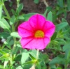 ペチュニアの仲間の花