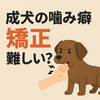 成犬の噛み癖に悩む飼い主へ｜矯正が難しいとされる行動を克服する方法