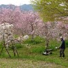 桜の園の草刈り(*'▽')！！