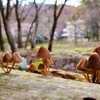 きのこたちのお花見🍄 クヌギタケ？