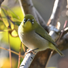 野鳥撮影納め。今年最後の撮影です。