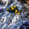 昨夜は雪が降った