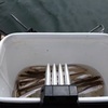 合角ダムのわかさぎ情報