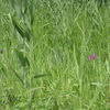 ６月の茂林寺じゃ