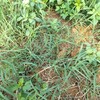 4ヶ月毎週日曜日に牧草植えてきたけど、タチアワユキセンダングサに負けてる