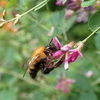 蜂が花に花粉を付けられている決定的写真