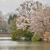 大池・東夫婦池（大分県中津）