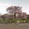 京都の桜を堪能