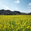 南伊豆の花と海と温泉を楽しむ伊豆急行線の旅