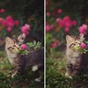 草花の香りに興味津々の動物たちを撮影したチャーミングな瞬間１４選
