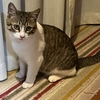 実家の猫ちゃん「そら」⑦☀