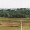 越辺川の曼珠沙華