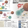 がん新薬、免疫細胞覚醒