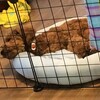 犬もフカフカがイイらしい、ひんやりベッド超愛用