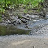 カワラヒワ水浴び