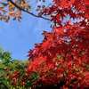鎌倉の今年の紅葉は美しかった