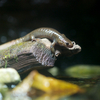 クロサンショウウオ Hynobius nigrescens