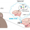 無知の知と大脳の仕組み