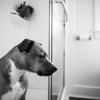 犬のトイレトレーニング方法は?コツを知って成功率アップ!失敗の対処法も