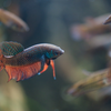 ベタ・スマラグディナ Betta smaragdina