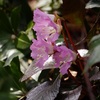 植物と友達になろう！ VOL.04 「イワウチワ」