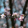 Part 2　桜咲く季節　見附市民の森へ