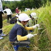 学習田の稲刈り