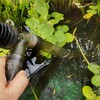 【アクアリウム】数ヶ月ぶりにビオトープの掃除をしてみた