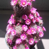 Mammillaria zeilmanniana/月影丸