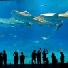 美ら海水族館に関する雑学！