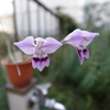 薄紫の原種グラジオラスが開花