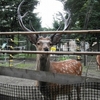 夜の動物園　エゾシカ編