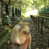愛犬の散歩からの学び。