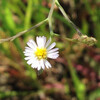 (280) Symphyotrichum subulatum var. squamatum