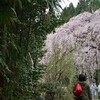 咲くら遊山2015　満行の桜