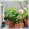 夏の薔薇に、心救われて