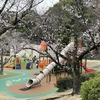 大池公園桜まつりへ行ってきました
