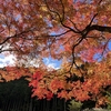 たまたま見つけた　高蔵寺の紅葉