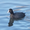 高萩海岸の鳥