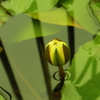 カーラズサンシャイン開花