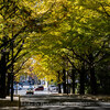 【Nikon Z 7 + Voigtlander APO-LANTHAR 65mm F2 Aspherical E-mount・仙台市】県庁裏の銀杏並木をぶらり。 November 2021