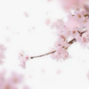 お花見で思い出した桜と狂気