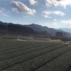 宮崎県茶農家訪問①