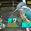 雨の中のカルガモ親子　0630【カワセミ雛捕食】猛禽類ツミ、ヒヨドリ雛水浴び、スズメの雛、カルガモ親子、ハクセキレイ捕食シーン【今日撮り野鳥動画まとめ】身近な生き物語