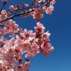 コメントへのお礼と Torrance桜祭りと 庭のその後
